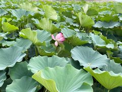 -莲花池公园