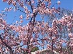 -顾村公园
