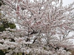 -顾村公园