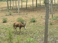 -秦皇岛野生动物园