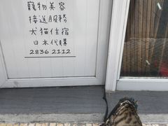 -洪馨椰子
