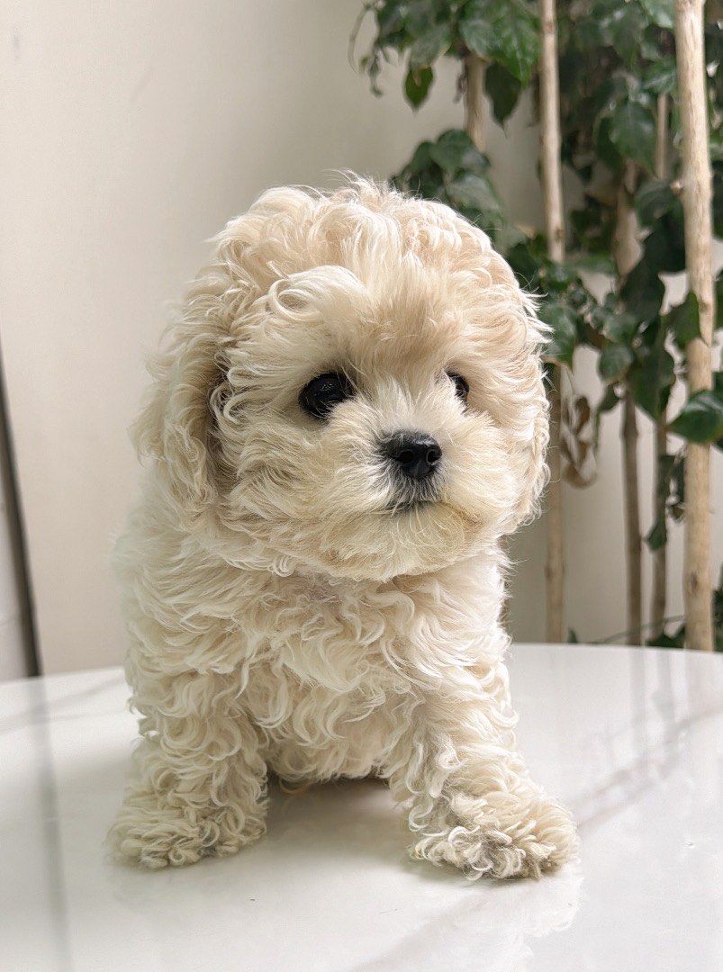 请问大家的泰迪熊都长这么可爱吗 ❓