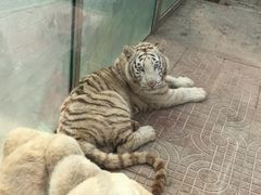 -西霞口神雕山野生动物世界