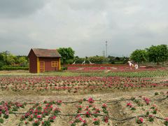 -广东花都香草世界旅游度假区