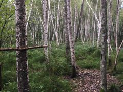 -五营红松林海景区