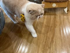 -滚猫咖啡·猫咖·猫友好撸猫(未来城店)