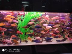 -中环花鸟鱼虫市场