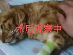 -A猫a狗全科·犬猫异宠·芥西宠物医院(南开总院)
