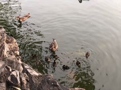 -团结湖公园