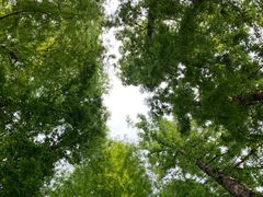 -上海滨江森林公园