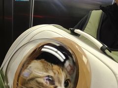 -瑞派康怡24h宠物医院·犬猫医疗中心·微创绝育(瑞景分院)