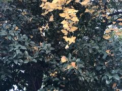 -上海市龙华烈士陵园