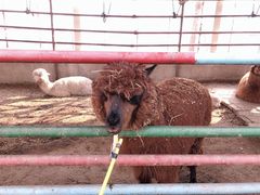 -南宫五洲植物乐园