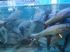 -淘米捞·米汤脆鲩鱼火锅(福田皇岗店)
