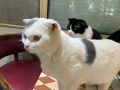 -猫小院猫主题餐厅(南锣旗舰店)