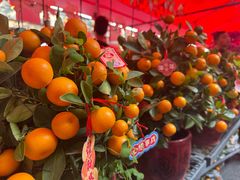 -越秀西湖花市(广州城市广场花卉店)