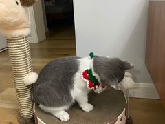 -翊宠yipet猫狗购宠庄园犬舍•猫舍