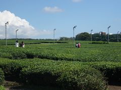 -雪绿茶博物馆