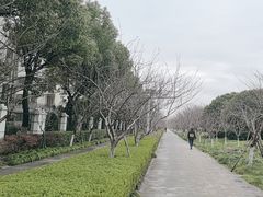 -高东镇樱花园