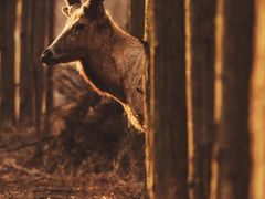 -盐城丹顶鹤湿地生态旅游区