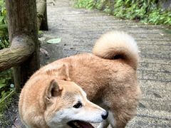 -九峰山