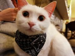 -猫色咖啡·猫咖