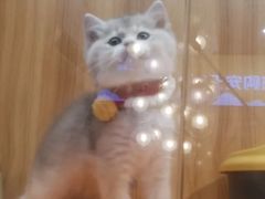 -欣宠猫屋·矮脚拿破仑·蓝金金渐层