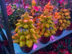 -花鸟鱼虫鲜花绿植市场(玉泉路店)
