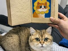 -翊宠yipet猫狗购宠庄园犬舍•猫舍