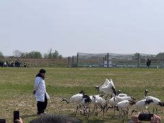 -盐城丹顶鹤湿地生态旅游区