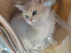 -山宅一喵德文卷毛猫舍