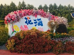 -荷兰花海