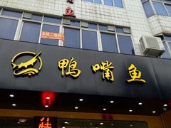 -鸭嘴鱼