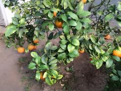 -南通洲际绿博园