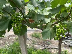 -马陆小张葡萄园农家乐