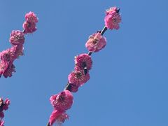 -香雪海