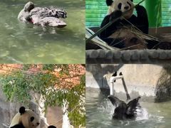 -灵玲国际马戏城
