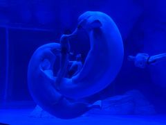 -上海海昌海洋公园-冰山北极馆