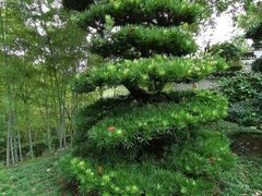 -南山植物园