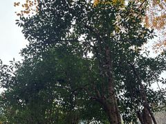 -杭州黄龙洞