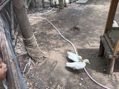 -荷兰花海