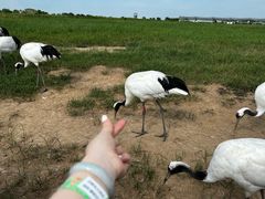 -盐城丹顶鹤湿地生态旅游区