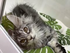 -青奢宠物·青奢猫舍