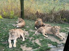 -北京野生动物园