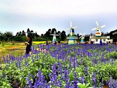 -松山湖梦幻百花洲