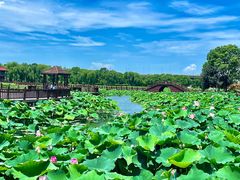 -荷塘月色湿地公园·向阳花洲