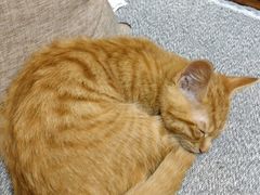 貓咪-大观园影院式足浴Spa店(沙坪坝店)