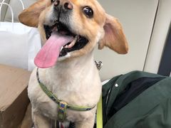 -熊小胖宠物生活馆(天华园店)