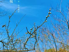 -杭州植物园