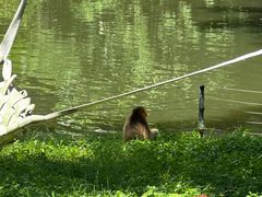 -深圳野生动物园